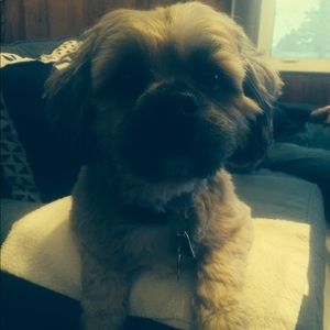 Meet your Posher, Janet